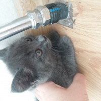 British Shorthair, Kedi  Duman fotoğrafı