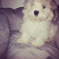 Maltese, Köpek  Pamuk fotoğrafı