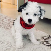 Maltese, Köpek  Boni fotoğrafı