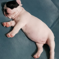 Fransız Bulldog, Köpek  Lesley fotoğrafı