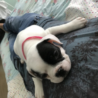 Fransız Bulldog, Köpek  Lesley fotoğrafı