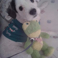 Maltese, Köpek  Tomy fotoğrafı