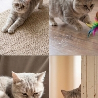 k1522083 kullanıcısının #250989 peti