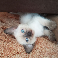 Siyam Kedisi, Kedi  Yavru siyam kedileri fotoğrafı