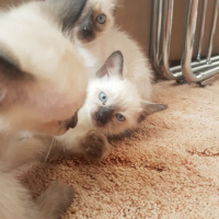 Siyam Kedisi, Kedi  Yavru siyam kedileri fotoğrafı