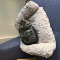 Tekir Kedi, Kedi  Squint fotoğrafı