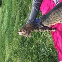 Tekir Kedi, Kedi  Squint fotoğrafı