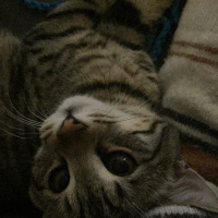 Tekir Kedi, Kedi  Squint fotoğrafı