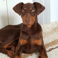 Doberman Pinscher, Köpek  Ela fotoğrafı