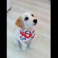 Golden Retriever, Köpek  Lucy fotoğrafı