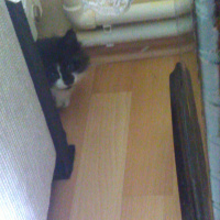 Soke, Kedi  Berat fotoğrafı