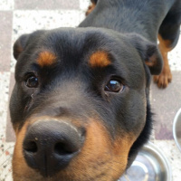 Rottweiler, Köpek  Duman fotoğrafı