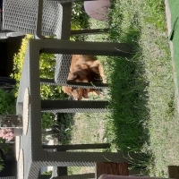 k1525725 kullanıcısının #251271 peti