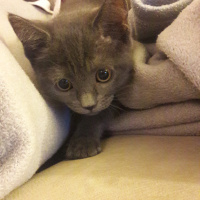 British Shorthair, Kedi  Şurup fotoğrafı