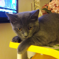 British Shorthair, Kedi  Şurup fotoğrafı