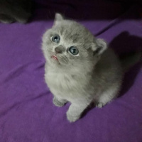 British Shorthair, Kedi  Fıstık fotoğrafı