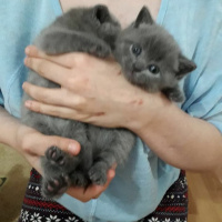 British Shorthair, Kedi  Fıstık fotoğrafı