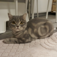 British Shorthair, Kedi  Pati fotoğrafı