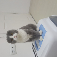 Scottish Fold, Kedi  PATİ fotoğrafı