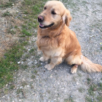 Golden Retriever, Köpek  YAVRUMUZA SAHİPLENECEK İYİ BAKACAK YUVA ARIYORUZ fotoğrafı