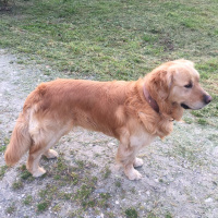 Golden Retriever, Köpek  YAVRUMUZA SAHİPLENECEK İYİ BAKACAK YUVA ARIYORUZ fotoğrafı