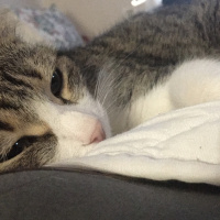 Tekir Kedi, Kedi  Lucy fotoğrafı