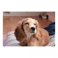 Amerikan Cocker Spaniel, Köpek  Ginger fotoğrafı