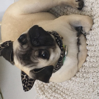 Pug, Köpek  Mila fotoğrafı