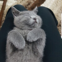 British Shorthair, Kedi  Darwin fotoğrafı