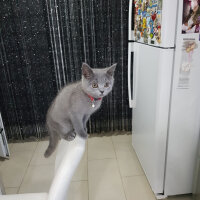 British Shorthair, Kedi  Darwin fotoğrafı