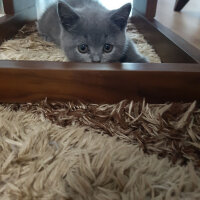 British Shorthair, Kedi  Darwin fotoğrafı