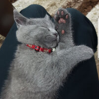 British Shorthair, Kedi  Darwin fotoğrafı