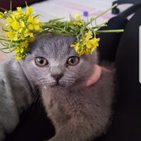 British Shorthair, Kedi  Darwin fotoğrafı