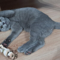 British Shorthair, Kedi  Darwin fotoğrafı