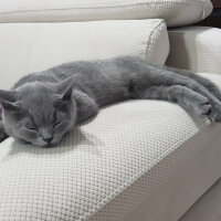 British Shorthair, Kedi  Darwin fotoğrafı