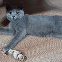 British Shorthair, Kedi  Darwin fotoğrafı