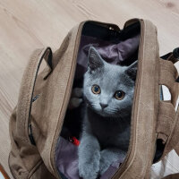 British Shorthair, Kedi  Darwin fotoğrafı