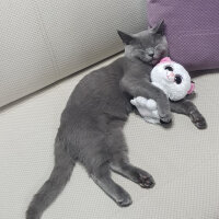 British Shorthair, Kedi  Darwin fotoğrafı