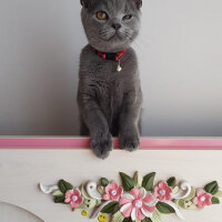 British Shorthair, Kedi  Darwin fotoğrafı