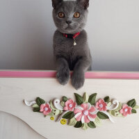 British Shorthair, Kedi  Darwin fotoğrafı