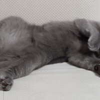 British Shorthair, Kedi  Darwin fotoğrafı