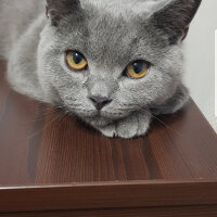 British Shorthair, Kedi  Darwin fotoğrafı