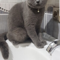 British Shorthair, Kedi  Darwin fotoğrafı