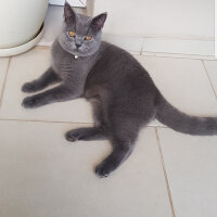 British Shorthair, Kedi  Darwin fotoğrafı