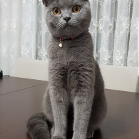 British Shorthair, Kedi  Darwin fotoğrafı