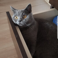 British Shorthair, Kedi  Darwin fotoğrafı