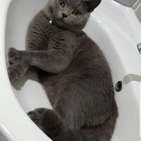 British Shorthair, Kedi  Darwin fotoğrafı