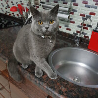 British Shorthair, Kedi  Darwin fotoğrafı