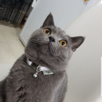 British Shorthair, Kedi  Darwin fotoğrafı