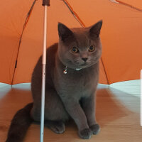 British Shorthair, Kedi  Darwin fotoğrafı